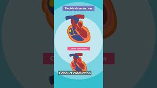 ECG Learn heart ecg ecgheart heartcondition [upl. by Middle70]