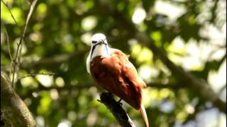 Kciau Burung Unik Suara Speker [upl. by Hermine]