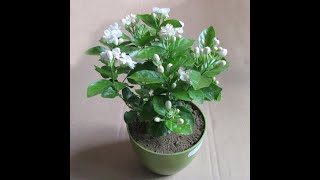 Flower Garden  How to replant Mogra amp Care for maximum bloom  nurserylive [upl. by Annod]