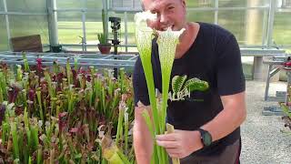 Giant Sarracenia leucophylla at FlytrapStore  August 31st 2023 [upl. by Nyrhtac]