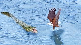 Eagle Steals from Crocodile Croc Steals it Back [upl. by Spalding93]