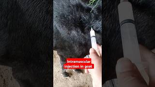 Placenta Treatmentpyometragenital diseaseintramuscular injectionantibiotic 💉 goat shortsfeed [upl. by Madelin212]