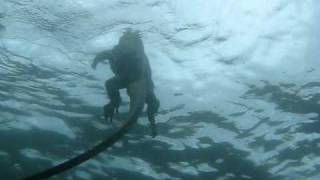 Marine Iguana Swimming [upl. by Atiugram]