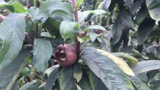 Medlar Tree in the Permaculture Garden [upl. by Nattirb]