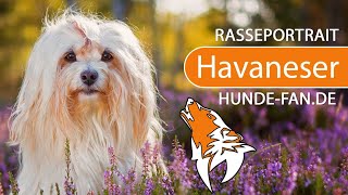 ► Havaneser 2019 Rasse Aussehen amp Charakter [upl. by Danialah]