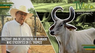 Guzerat Una de las Razas de Ganado mas Eficientes en el Tropico  TvAgro por Juan Gonzalo Angel [upl. by Htederem]