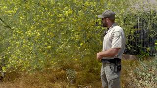 Desert Home Hangout Ep 1 Palo Verde Tree [upl. by Larsen374]