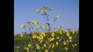 How to Grow Tall Sunflower From Seed Helianthus Giganteus [upl. by Korfonta]