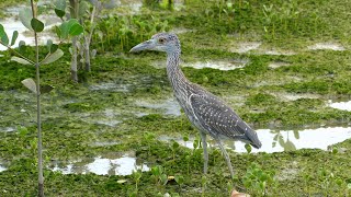 YellowCrowned Night Heron Nyctanassa violacea cayennensis juvenile French Guiana [upl. by Hcirteid369]