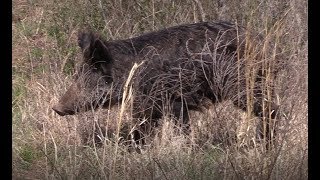 WILD HOG WITH SHOTGUN SLUG AT 10 YARDS [upl. by Christensen]