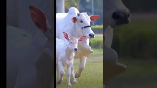 Baby Cow 🐄 with mom shortsvideo shorts video [upl. by Jolanta770]