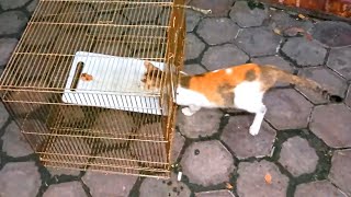 CAT TRAP  How to catch a Cat [upl. by Antonietta]