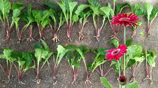 how to divide and propagate gerbera daisy from one plant  garbera daisy [upl. by Ireland]