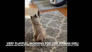 Seal Point Birman Cat being super playful [upl. by Savannah161]