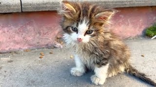 Homeless little kitten is very hungry [upl. by Eniowtna]