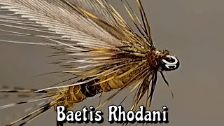 EPHEMERA  BAETIS RHODANI imago [upl. by Ztirf122]