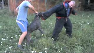 Andante Bandog Kennels Training day 2m4v [upl. by Ettesel]