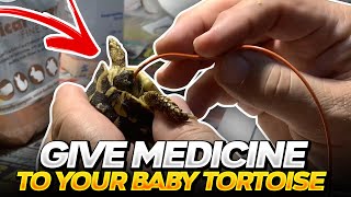 How to Tube Feed and Medicate a Small sick Tortoise [upl. by Tirma402]