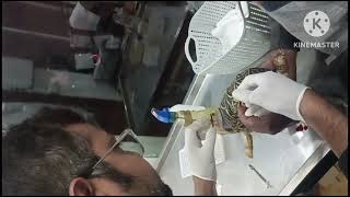 Turtle 🐢 Abscess  Inspissated Pus cyst surgery instant pain relief and Nomal walk started at Ujjain [upl. by Francesca378]