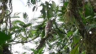 Great Potoo Costa Rica January 2024 [upl. by Tekcirk]