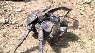 八重山のヤシガニ Coconut Crab [upl. by Itsrik]