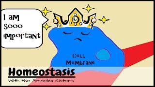 OLD VIDEO Homeostasis and the Cell Membrane King [upl. by Jeanie22]