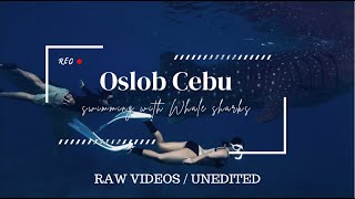 OSLOB CEBU SWIMMING WITH WHALE SHARKS FULL EXPERIENCE  NO EDITS [upl. by Akerue]