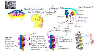 Embriologia do sistema esqueletico axial apendicular e músculos [upl. by Caryn]