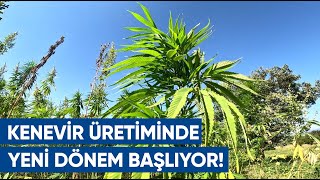 Kenevir Üretiminde Yeni Dönem Sözleşmeli Üretim Kenevir Üretimine Nasıl Yansıdı  AGRO TV Haber [upl. by Chiaki387]