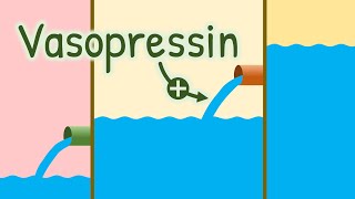 Mechanism of Action of Vasopressin  How Antidiuretic Hormone Increases Water Reabsorption [upl. by Ordisi]