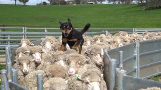 Yard Work New Imported Australian bloodlines to Devonairs kelpie stud [upl. by Pansie]