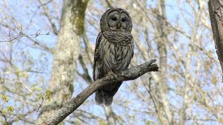 Barred Owl Hooting HD [upl. by Nolyak418]