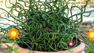 Ситник нитевидный Спиралис Краткий обзор описание характеристик juncus filiformis Spiralis [upl. by Ahseenal402]