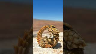 🦎 Armadillo Girdled Lizard Ouroborus cataphractus  Observed in Description [upl. by Kerad]