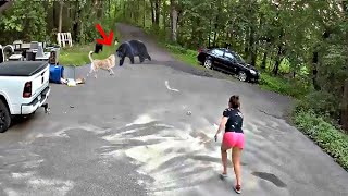 Brave owners saving their dogs from wild animals [upl. by Annirok674]