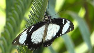 Schmetterling Papilio dardanus [upl. by Ynaffet]