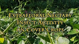 Extrafloral Nectary Insect Activity on Cover Crops [upl. by Pepi]