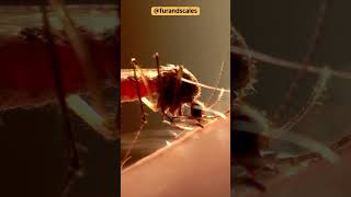 Mosquitoes How They Suck Blood and Why [upl. by Tingley]