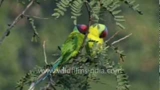 Blossomheaded or Plumheaded Parakeets perch on tree tops [upl. by Suryc]