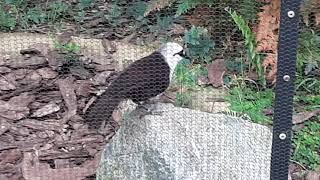 Sumatran Laughingthrush  Bird Paradise Singapore [upl. by Janeta]