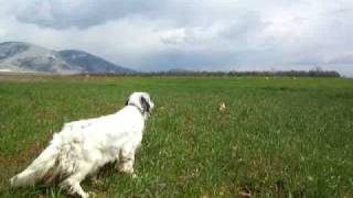 ferma perdikes pedinesperdix perdixGrey Partridge with English settersetter inglese starne [upl. by Lammond]