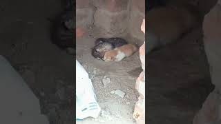 بلی کے بچے viralmychannel viralvideo nature pakistan [upl. by Ataliah970]