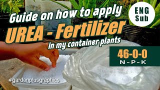 Epektibong paraan paggamit ng Urea fertilizer with English Sub  How to ApplyUse Urea Fertilizer [upl. by Gertrudis]