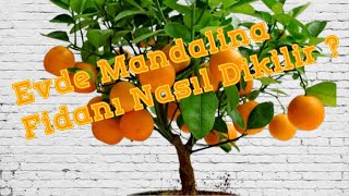 🍊 Balkonda Mandalina Ağacı Fidan Dikimi Nasıl Yapılır   Saksıda Mandalina Yetiştirmek  🍊 [upl. by Haden]