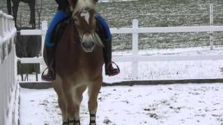 Neujahrsspringen 2016  auf Gut Biburg [upl. by Bindman]