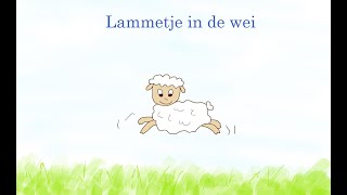 Lammetje in de wei [upl. by Yurik]