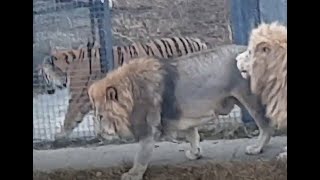 Lion vs TigerChuck vs Valday Siberian Tiger vs African Lion Size Comparison [upl. by Fransen]