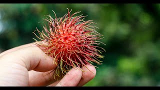 Antipyretic Activity Test of Rambutan Nephelium lappaceum L Seed in White Male Mice [upl. by Gibun51]