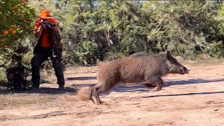 Chasse Sanglier au maroc Chichaoua  Wild Boar Hunting 20232024 Partie 13 [upl. by Aiciled941]