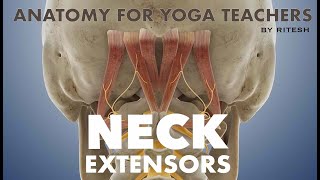 Occipital Group  Neck Extensor Muscles  Recorded Zoom Sessions  Yoga Anatomy Course  By Ritesh [upl. by Edgardo903]